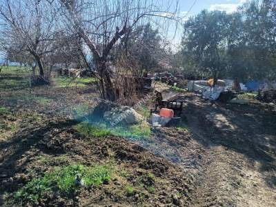 Tekirdağ Şarköy Camiikebir Mahallesi Satılık Zeytinlik 9