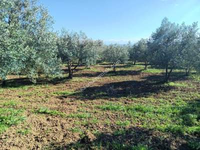 Tekirdağ Şarköy Camiikebir Mahallesi Satılık Zeytinlik 17