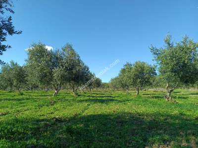 Tekirdağ Şarköy Camiikebir Mahallesi Satılık Zeytinlik 13