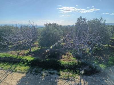 Tekirdağ Şarköy Camiikebir Mahallesi Satılık Zeytinlik 18