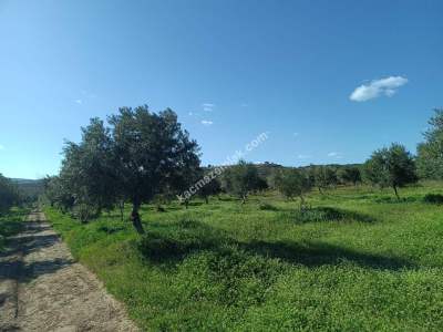Tekirdağ Şarköy Camiikebir Mahallesi Satılık Zeytinlik 16