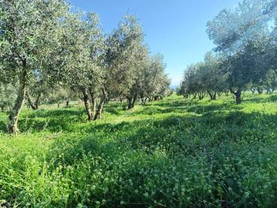 Tekirdağ Şarköy Camiikebir Mahallesi Satılık Zeytinlik 15
