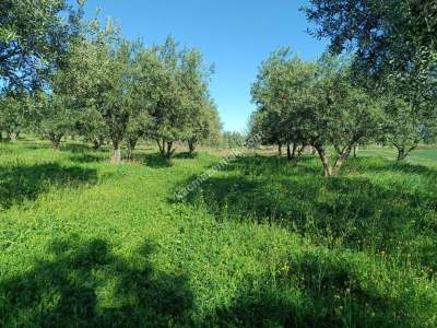 Tekirdağ Şarköy Camiikebir Mahallesi Satılık Zeytinlik 2