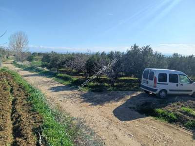 Tekirdağ Şarköy Camiikebir Mahallesi Satılık Zeytinlik 20