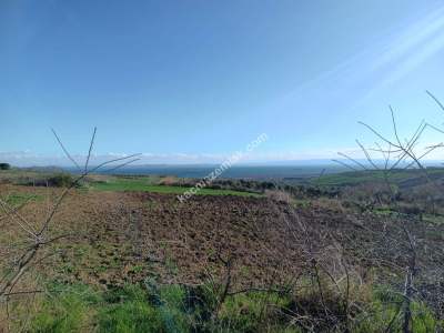 Tekirdağ Şarköy Camiikebir Mahallesi Satılık Zeytinlik 8