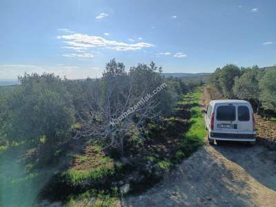 Tekirdağ Şarköy Camiikebir Mahallesi Satılık Zeytinlik 19
