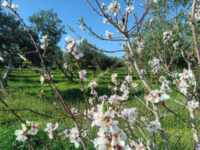 Tekirdağ Şarköy Camiikebir Mahallesi Satılık Zeytinlik 1
