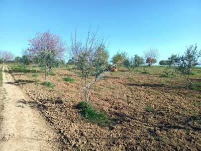 Tekirdağ Şarköy Camiikebir Mahallesi Satılık Zeytinlik 10