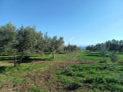 Tekirdağ Şarköy Camiikebir Mahallesi Satılık Zeytinlik 11