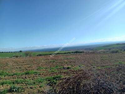Tekirdağ Şarköy Camiikebir Mahallesi Satılık Zeytinlik 5
