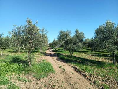 Tekirdağ Şarköy Camiikebir Mahallesi Satılık Zeytinlik 12
