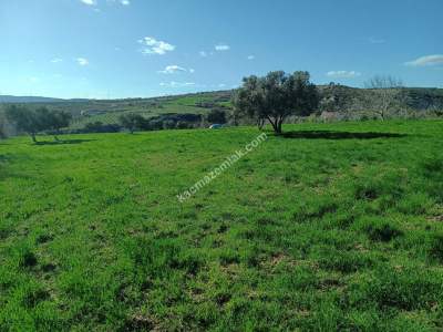 Tekirdağ Şarköy Camiikebir Mahallesi Satılık Zeytinlik 4