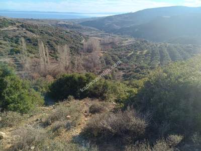 Tekirdağ Şarköy Çengelli Mahallesi Satılık Zeytinlik 1