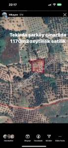 Şarköy Çınarlı Da Satılık Zeytinlik 1