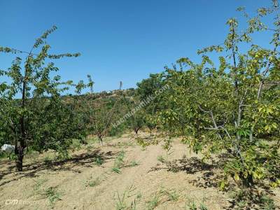 Tekirdağ Şarköy Çınarlı Mahallesi Satılık Meyve Bahçesi 10