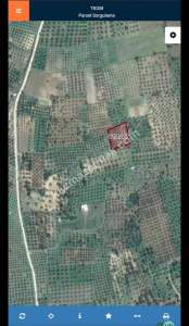 Şarköy Eriklicede Deniz Manzaralı Verimli Zeytinlik 7