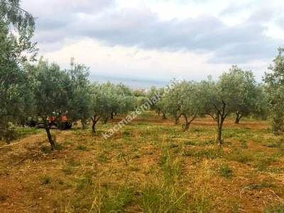 Şarköy Eriklicede Deniz Manzaralı Verimli Zeytinlik 6