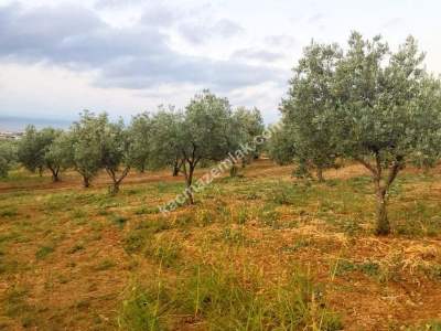 Şarköy Eriklicede Deniz Manzaralı Verimli Zeytinlik 4
