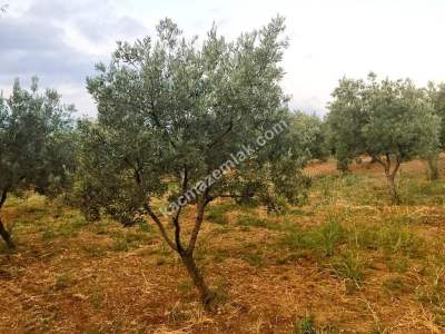 Şarköy Eriklicede Deniz Manzaralı Verimli Zeytinlik 5