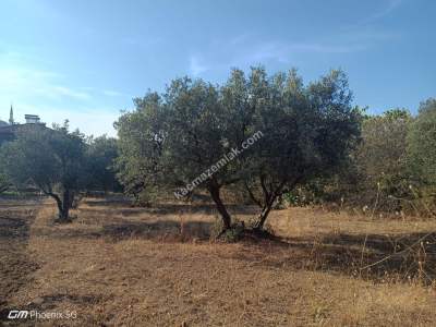 Şarköy Eriklice Mahallesi Yerleşim Alanında Satılık Ars 12