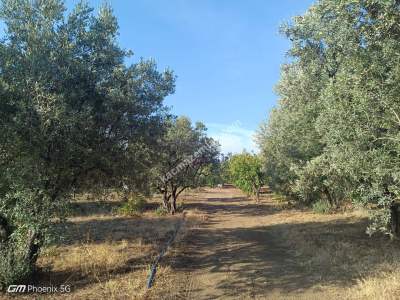 Şarköy Eriklice Mahallesi Yerleşim Alanında Satılık Ars 7