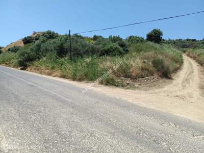 Tekirdağ Şarköy Gaziköy Mahallesi Satılık Zeytinlik 2