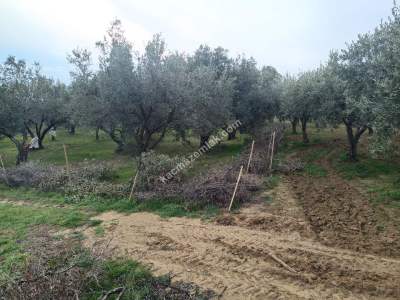 Tekirdağ Şarköy Gaziköy Mahallesi Satılık Zeytinlik 7
