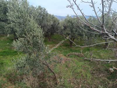 Tekirdağ Şarköy Gaziköy Mahallesi Satılık Zeytinlik 3