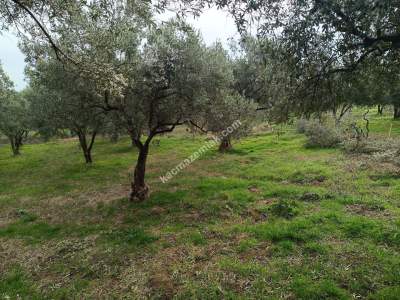 Tekirdağ Şarköy Gaziköy Mahallesi Satılık Zeytinlik 8