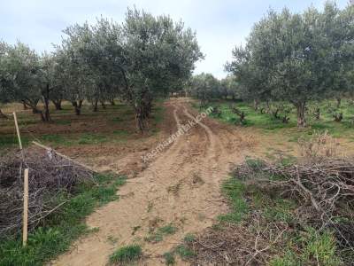 Tekirdağ Şarköy Gaziköy Mahallesi Satılık Zeytinlik 1