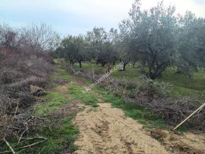 Tekirdağ Şarköy Gaziköy Mahallesi Satılık Zeytinlik 9