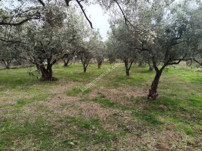 Tekirdağ Şarköy Gaziköy Mahallesi Satılık Zeytinlik 6