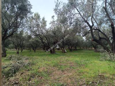 Tekirdağ Şarköy Gaziköy Mahallesi Satılık Zeytinlik 5