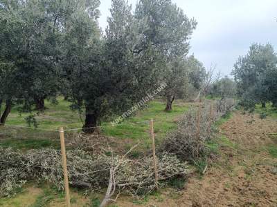 Tekirdağ Şarköy Gaziköy Mahallesi Satılık Zeytinlik 4
