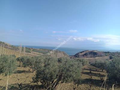 Tekirdağ Şarköy Gaziköy De Satılık Zeytinlik 1