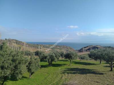 Tekirdağ Şarköy Gaziköy De Satılık Zeytinlik 5