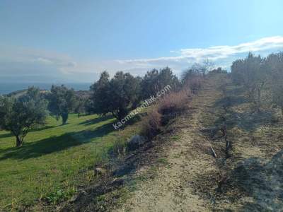Tekirdağ Şarköy Gaziköy De Satılık Zeytinlik 11