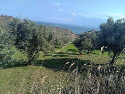 Tekirdağ Şarköy Gaziköy De Satılık Zeytinlik 8
