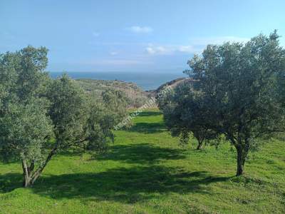 Tekirdağ Şarköy Gaziköy De Satılık Zeytinlik 7