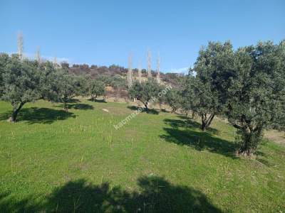 Tekirdağ Şarköy Gaziköy De Satılık Zeytinlik 3