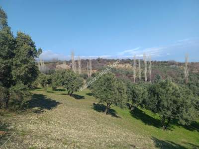 Tekirdağ Şarköy Gaziköy De Satılık Zeytinlik 9