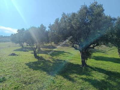 Tekirdağ Şarköy Gaziköy De Satılık Zeytinlik 2