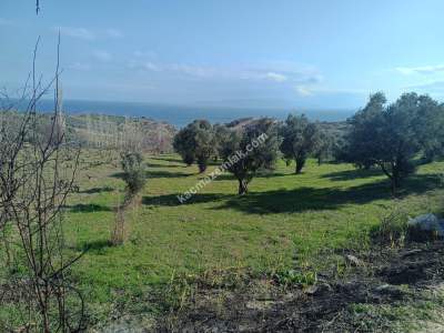 Tekirdağ Şarköy Gaziköy De Satılık Zeytinlik 10