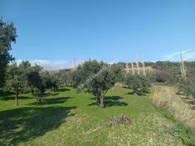 Tekirdağ Şarköy Gaziköy De Satılık Zeytinlik 4