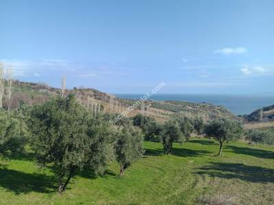 Tekirdağ Şarköy Gaziköy De Satılık Zeytinlik 6