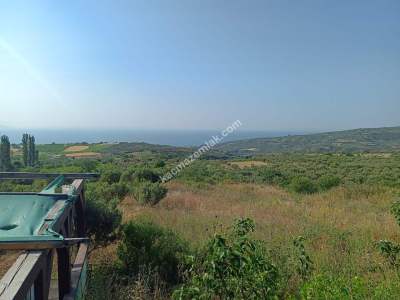 Tekirdağ Şarköy Güzelköy Satılık Bağ Evi Olan Zeytinlik 6