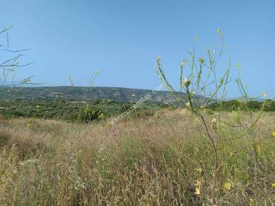 Tekirdağ Şarköy Güzelköy Satılık Bağ Evi Olan Zeytinlik 5