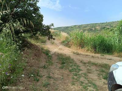 Tekirdağ Şarköy Hoşköy Mahallesinde Satılık Zeytinlik 4