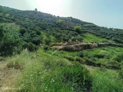 Tekirdağ Şarköy Hoşköy Mahallesinde Satılık Zeytinlik 9