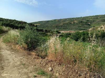 Tekirdağ Şarköy Hoşköy Mahallesinde Satılık Zeytinlik 2